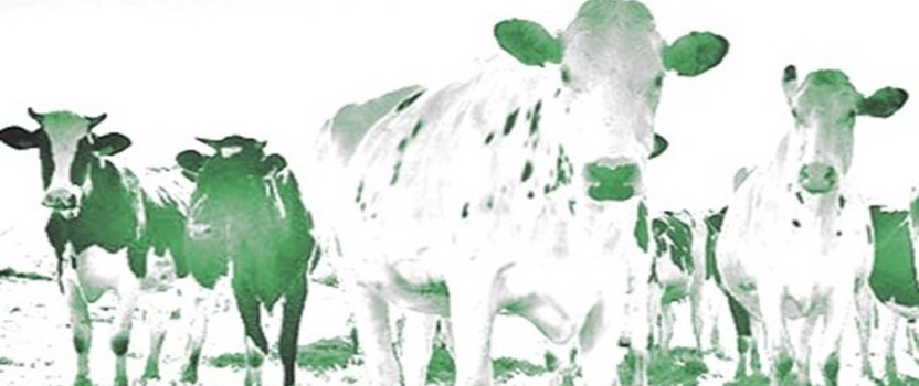 VISITA Á CASA GRANDE DE XANCEDA